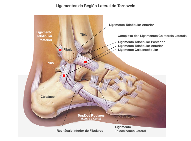 Dr. Marcelo Tostes Ligamentos da região do tornozelo