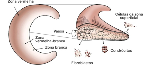 Dr. Marcelo Tostes 