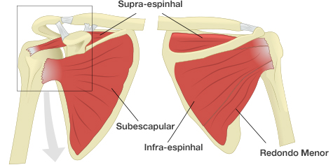 Dr. Marcelo Tostes supra espinhal, Subescapular, infra-espinhal, Redondo Menor